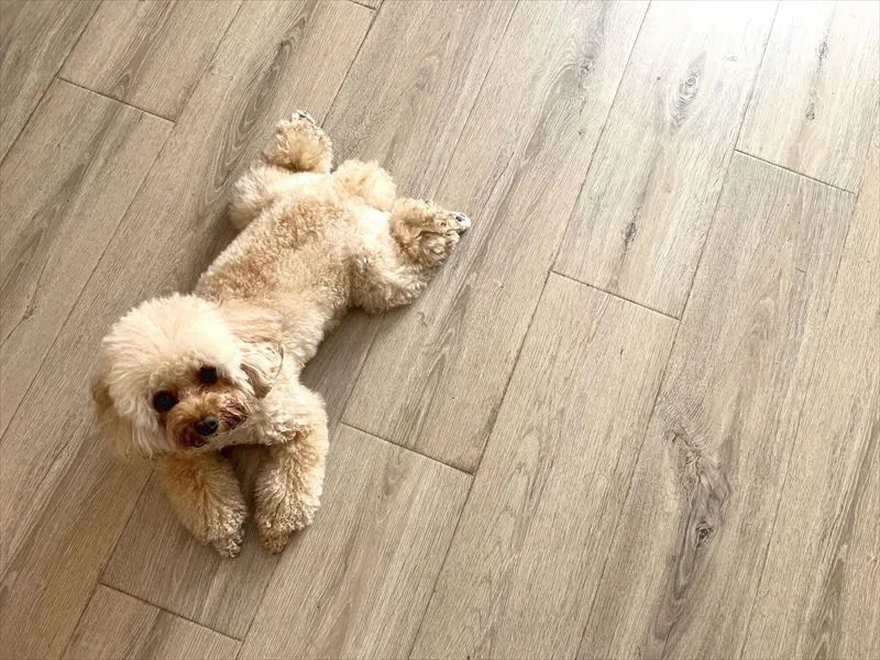 ペットのにおい対策について